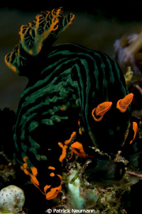 Nudi taken with Canon 400D/Hugyfot by Patrick Neumann 